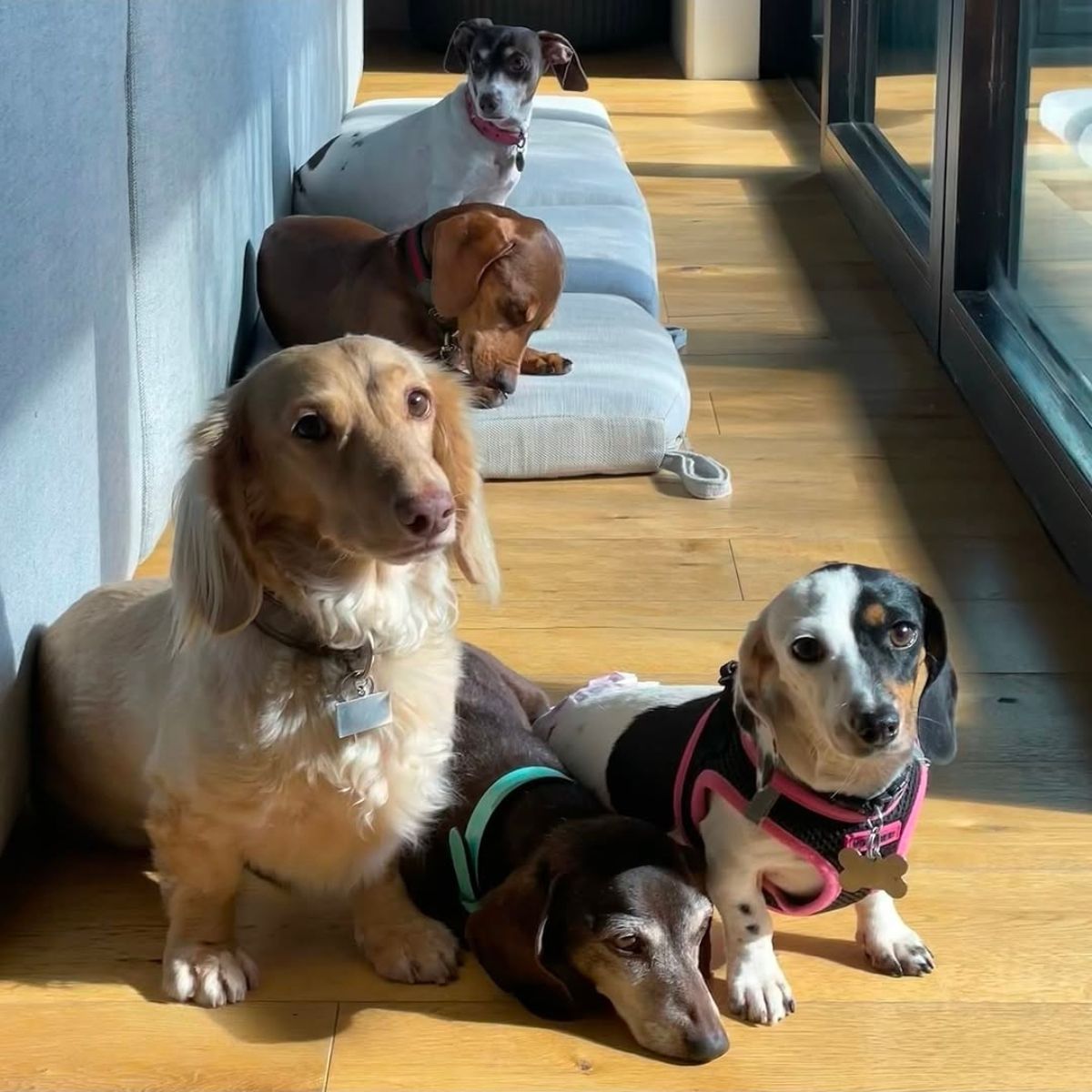 Karen and Tony's dachshunds relaxing at home