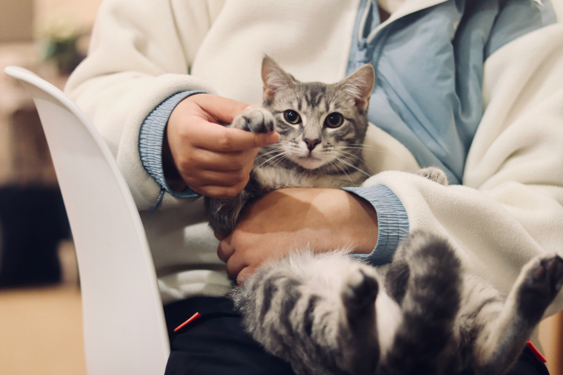 Person gently holding a grey tabby cat in a cozy home setting